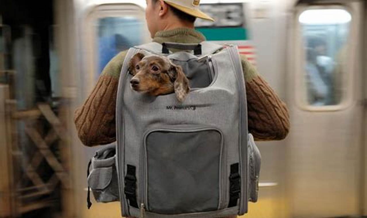 Best Doggy Backpack: Adventure Awaits! | Ultimate Backpack Traveler Guide: Tips, Destinations & Budget Hacks