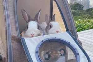 Travel with Ease: Best Backpack Rabbit Carriers | Ultimate Backpack Traveler Guide: Tips, Destinations & Budget Hacks