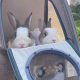 Travel with Ease: Best Backpack Rabbit Carriers | Ultimate Backpack Traveler Guide: Tips, Destinations & Budget Hacks