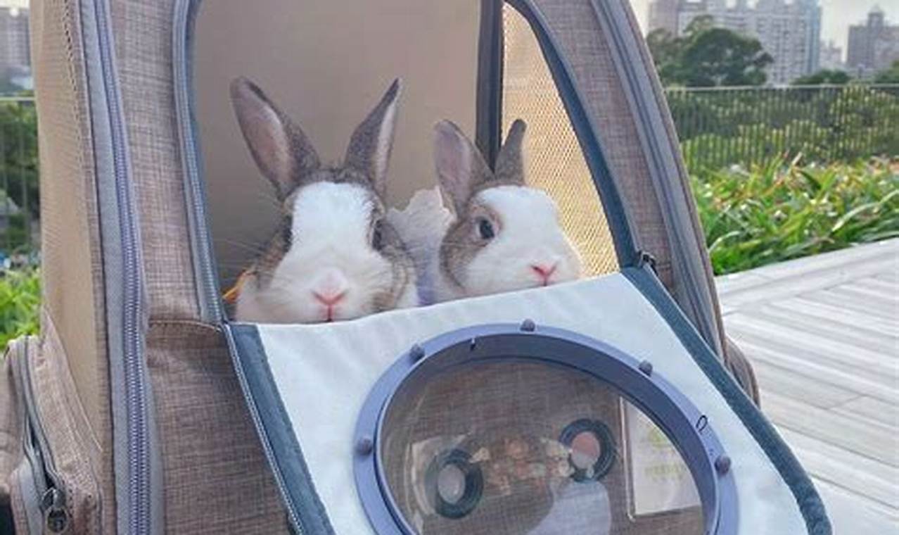 Travel with Ease: Best Backpack Rabbit Carriers | Ultimate Backpack Traveler Guide: Tips, Destinations & Budget Hacks
